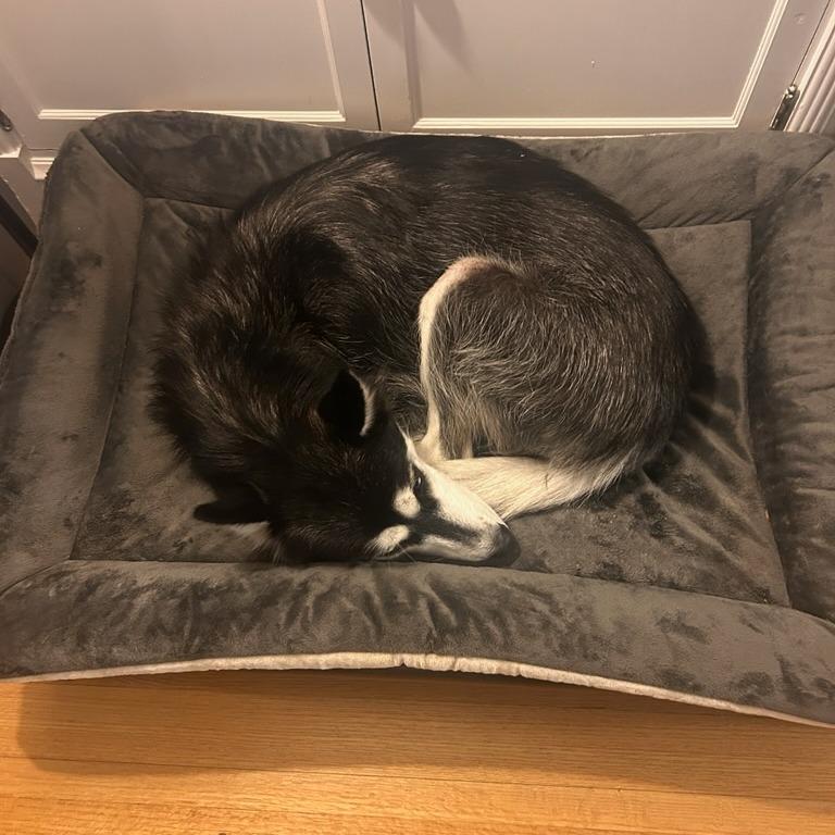 Enlarge Haven--In Foster***ADOPTION PENDING***, a Adoptable mixed breed in Fargo, ND image 4/5