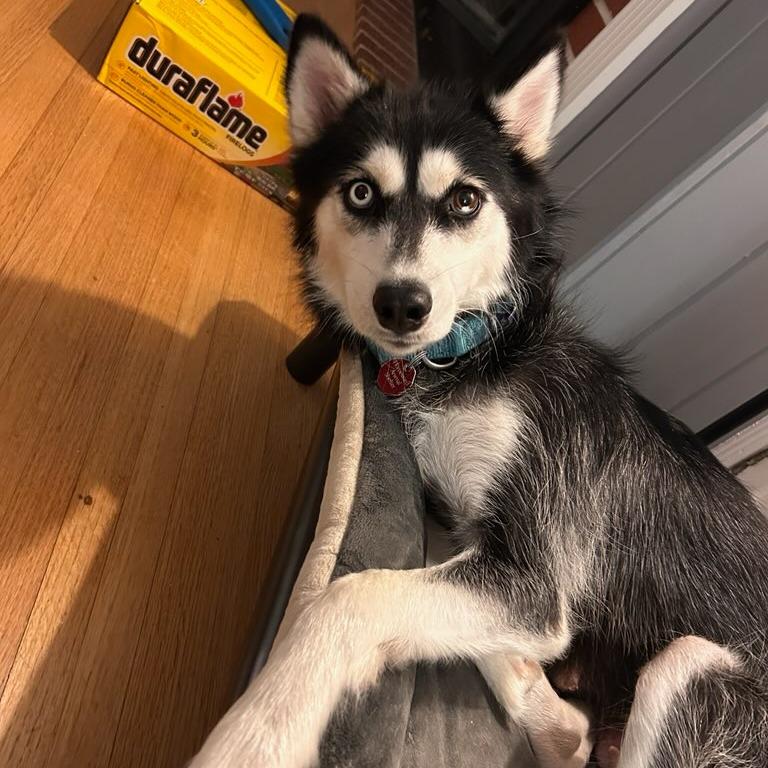 Enlarge Haven--In Foster***ADOPTION PENDING***, a Adoptable mixed breed in Fargo, ND image 5/5