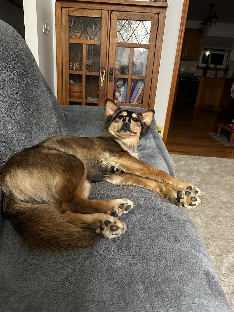 Enlarge Latte, a Adoptable Shepherd in Lansing, KS image 1/2