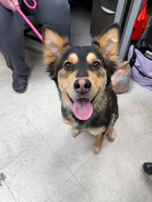 Enlarge Latte, a Adoptable Shepherd in Lansing, KS image 2/2