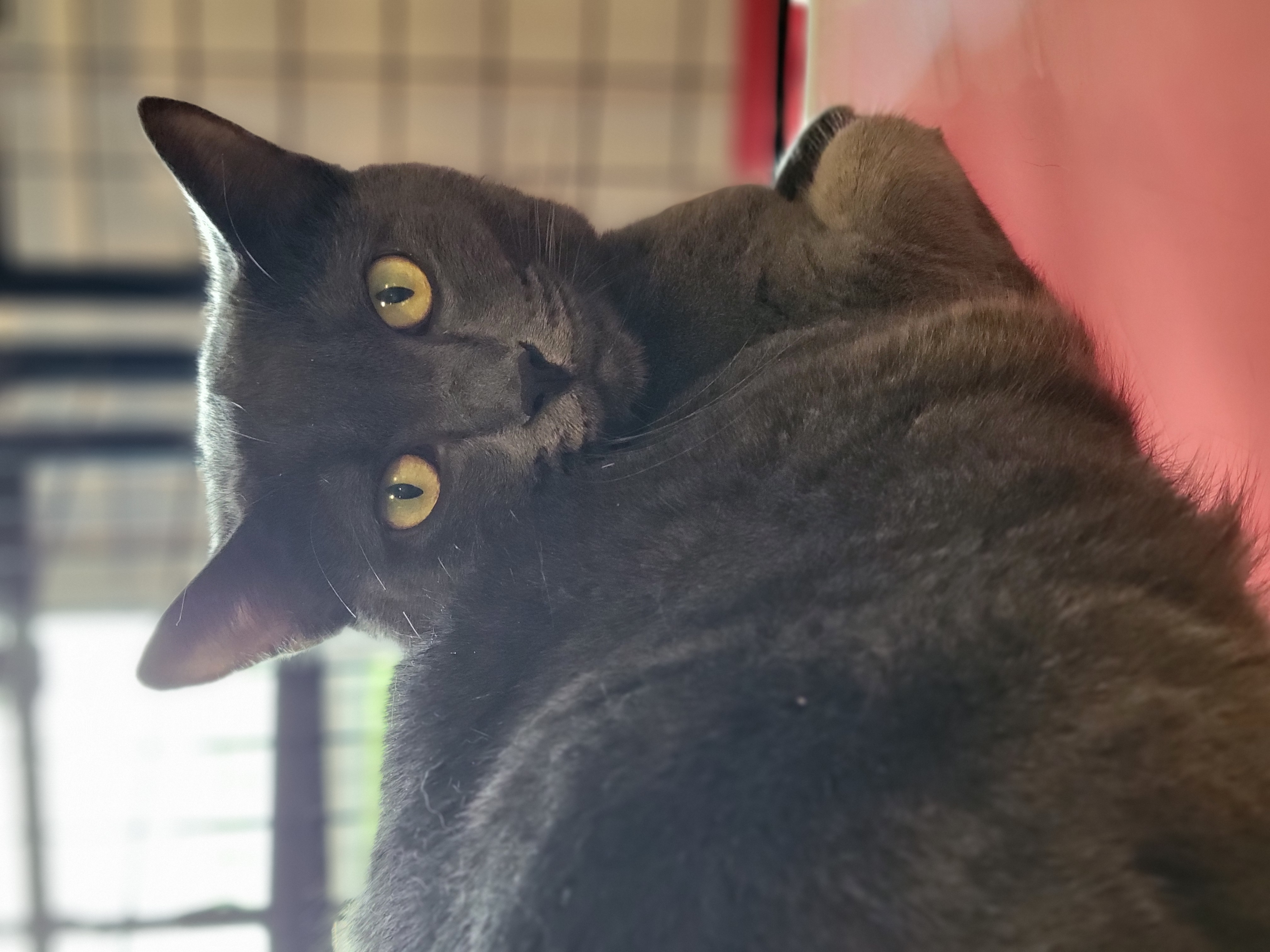 Daisy, Adoptable, Young Female Domestic Short Hair.