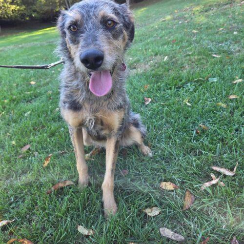 Vega #2, Adoptable, Young Female Mixed Breed & Border Collie.