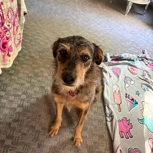 Enlarge Vega #2, a Adoptable mixed breed in Christiansburg, VA image 2/6
