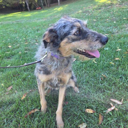 Enlarge Vega #2, a Adoptable mixed breed in Christiansburg, VA image 4/6