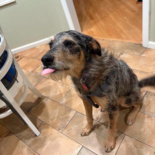 Enlarge Vega #2, a Adoptable mixed breed in Christiansburg, VA image 5/6