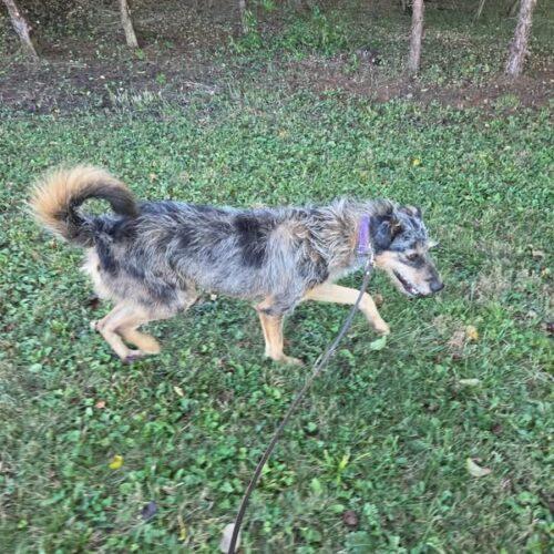 Enlarge Vega #2, a Adoptable mixed breed in Christiansburg, VA image 6/6