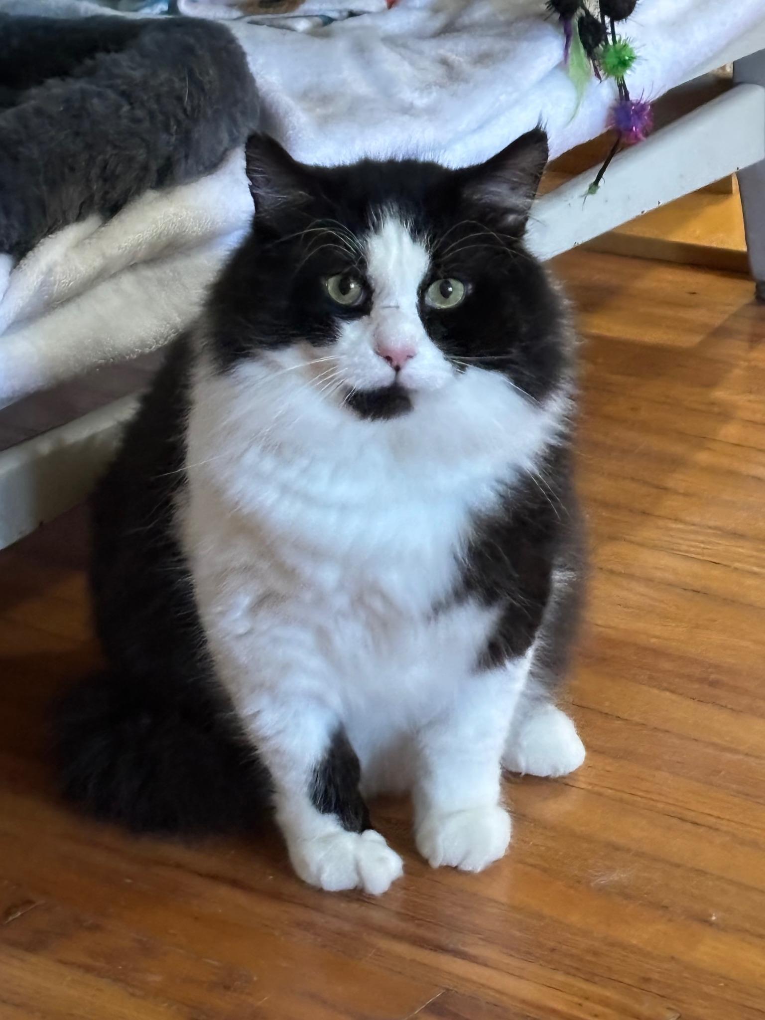 Enlarge Alfred, a Adopted Domestic Medium Hair in Frankfort, IL image 1/6