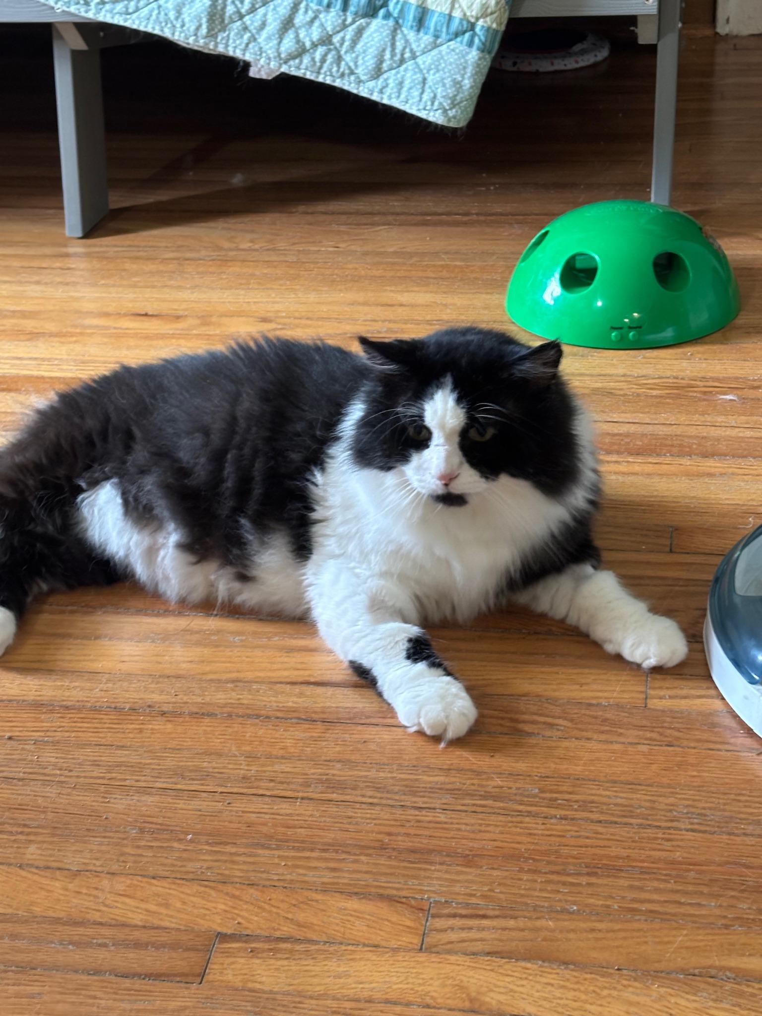 Enlarge Alfred, a Adopted Domestic Medium Hair in Frankfort, IL image 2/6