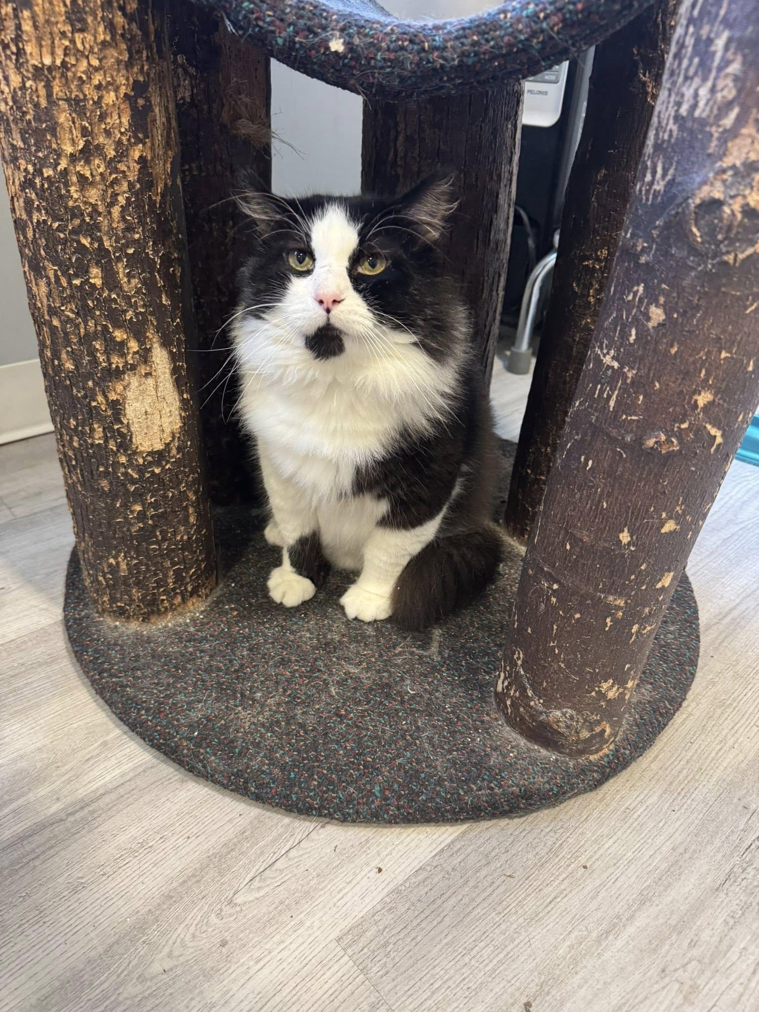 Enlarge Alfred, a Adopted Domestic Medium Hair in Frankfort, IL image 3/6