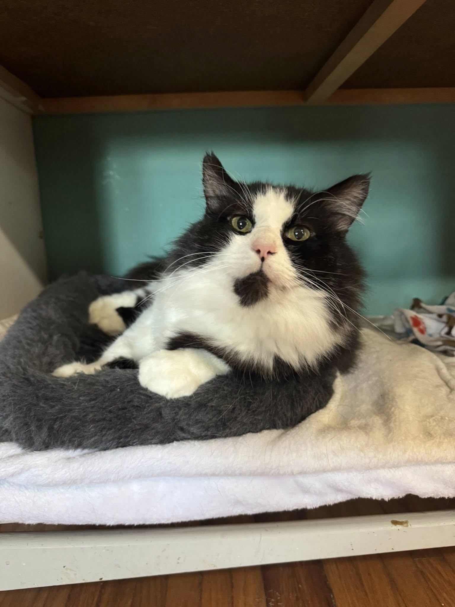 Enlarge Alfred, a Adopted Domestic Medium Hair in Frankfort, IL image 5/6