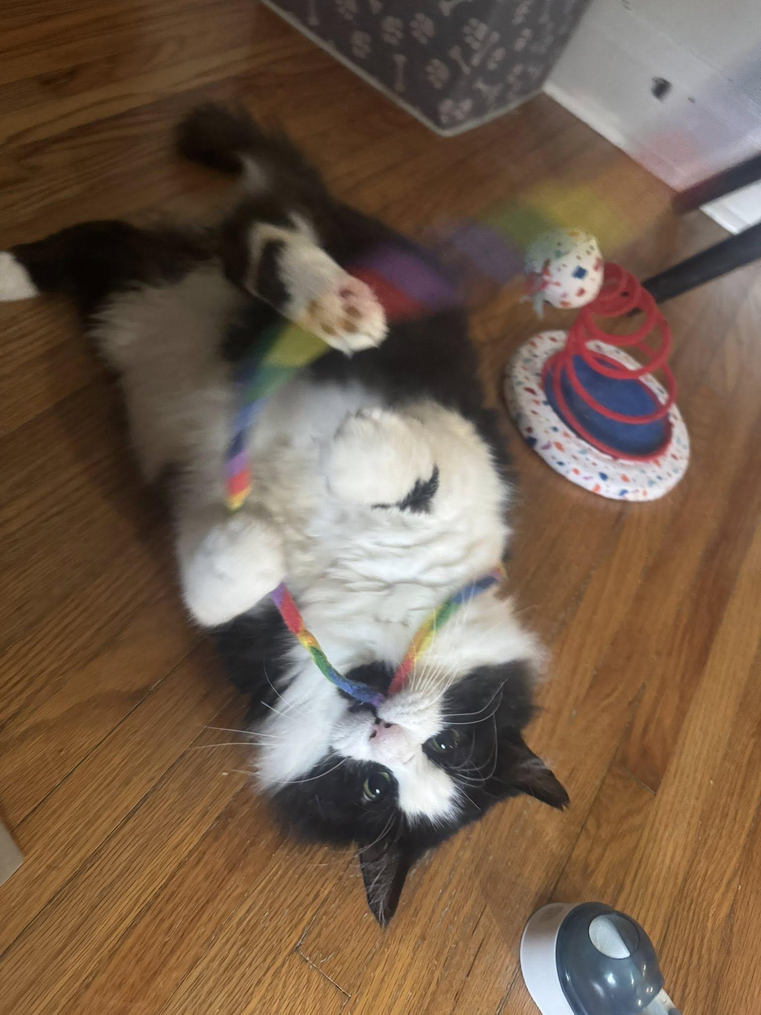 Alfred, Adopted, Adult Male Domestic Medium Hair.