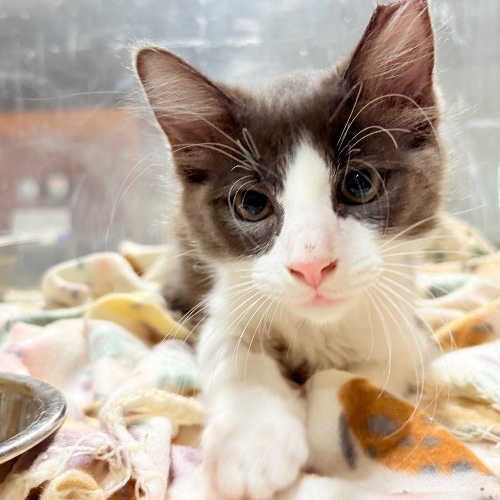 Cedar, Adoptable, Kitten Male Domestic Medium Hair & Domestic Medium Hair.