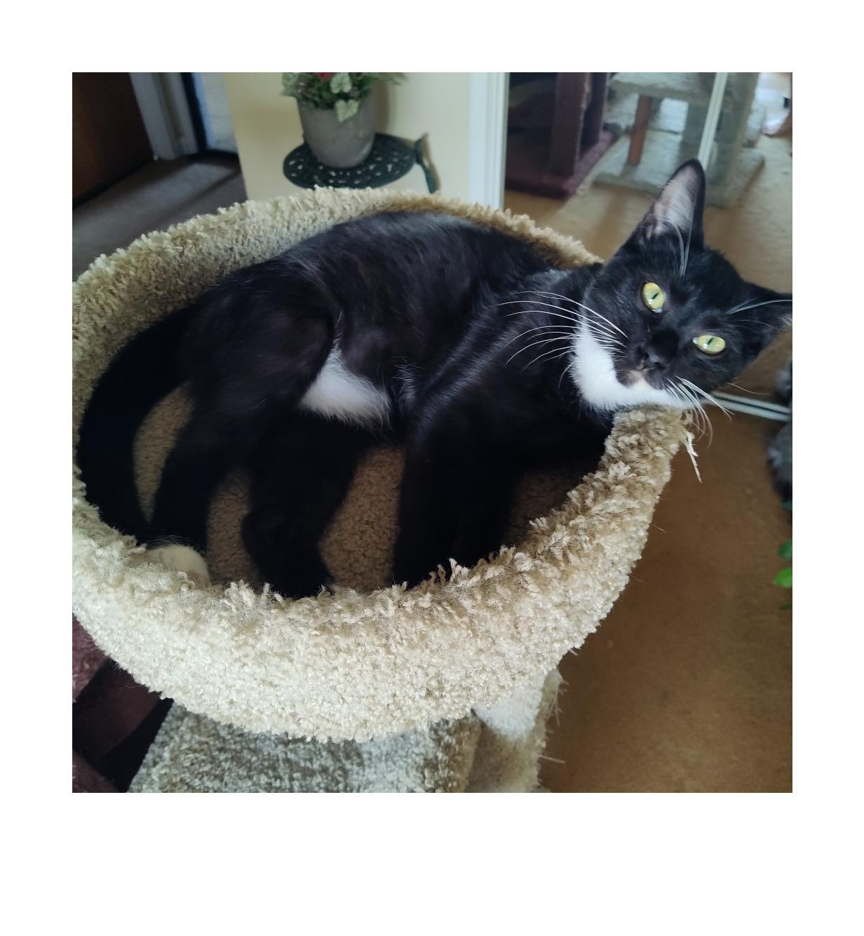 Miles, Adoptable, Young Male Domestic Short Hair.