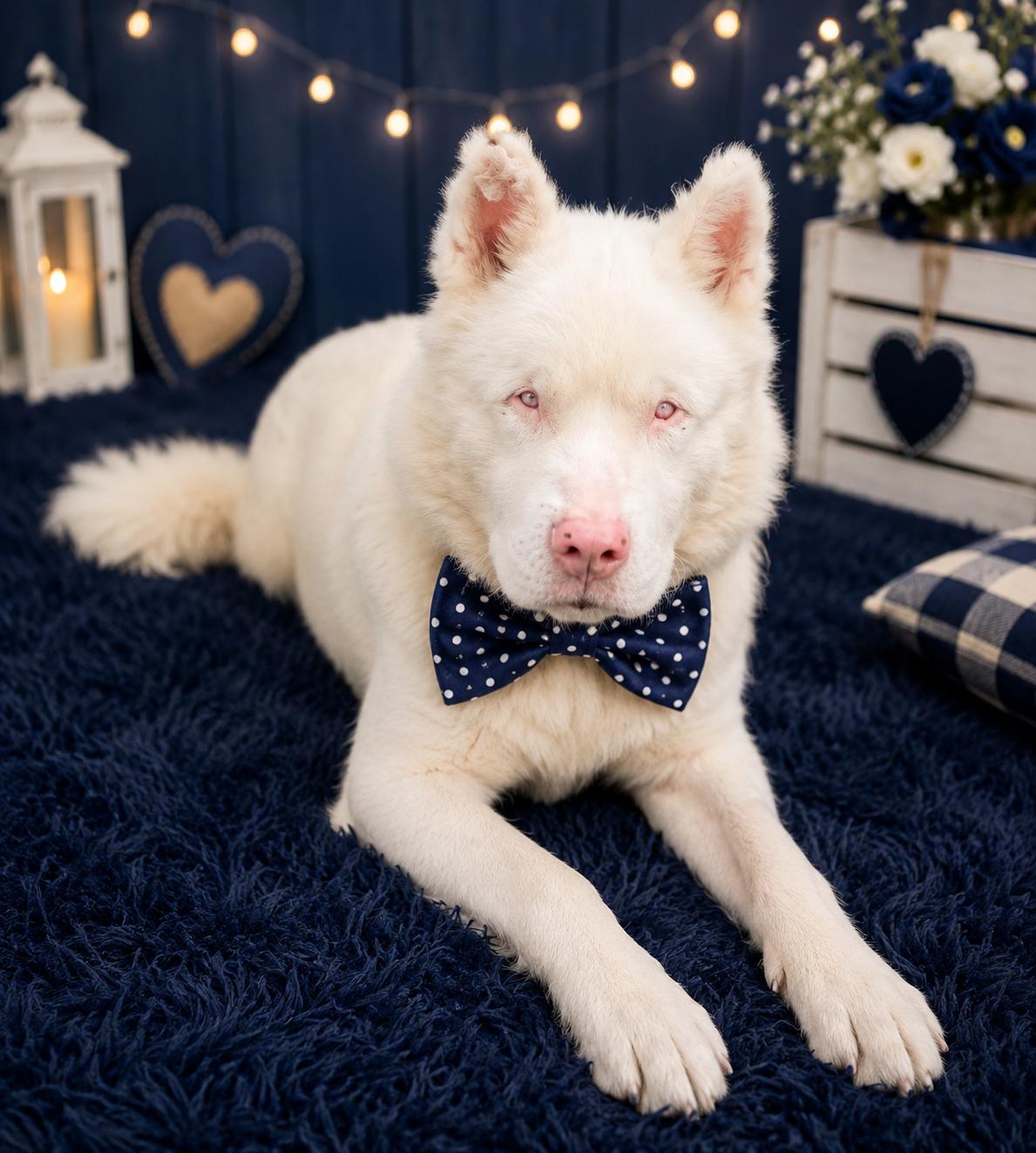 Enlarge Falkor, a Adoptable mixed breed in merrillville, IN image 2/3