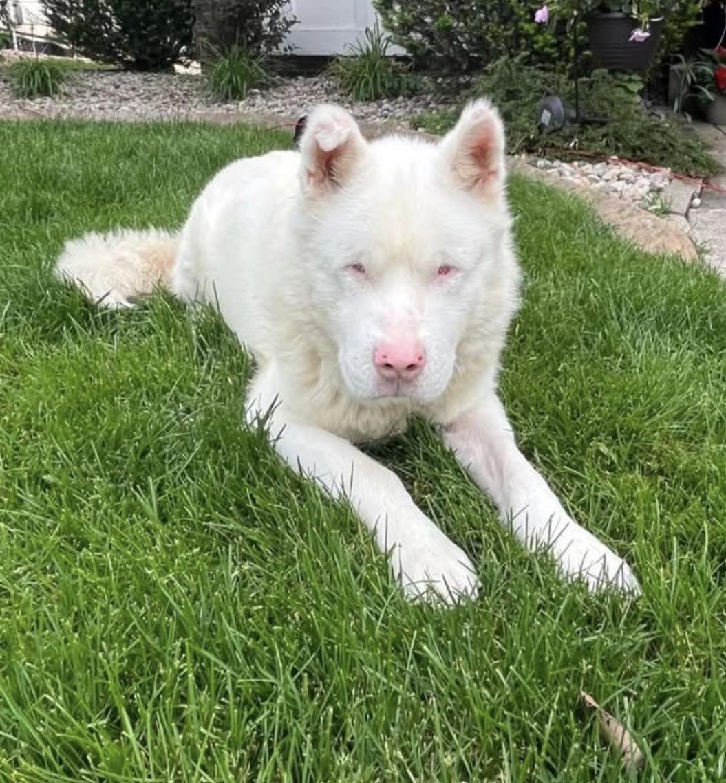 Enlarge Falkor, a Adoptable mixed breed in merrillville, IN image 3/3