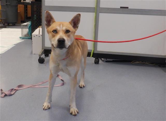 Enlarge LEELA, a Adoptable mixed breed in San Jose, CA image 1/1