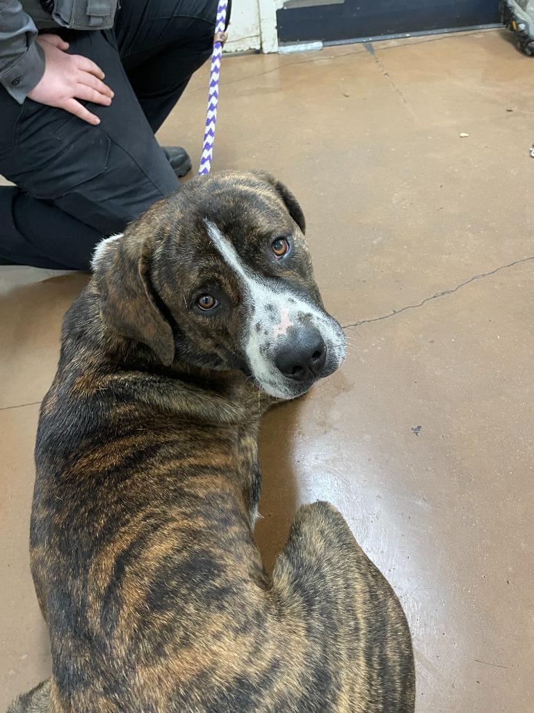 Gunnison, Adoptable, Adult Male Pit Bull Terrier & Saint Bernard.