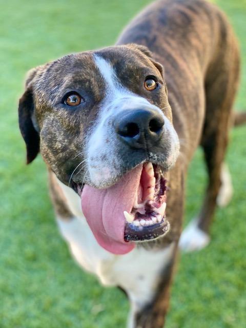 Enlarge Gunnison, a Adoptable mixed breed image 2/4