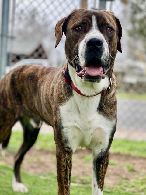 Enlarge Gunnison, a Adoptable mixed breed image 4/4