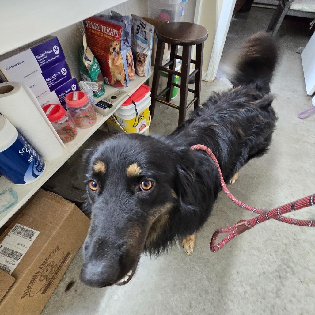 Wrangler, Adoptable, Adult Male Australian Shepherd.