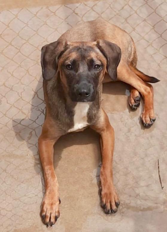 Kadie Belle, Adoptable, Young Female Hound.