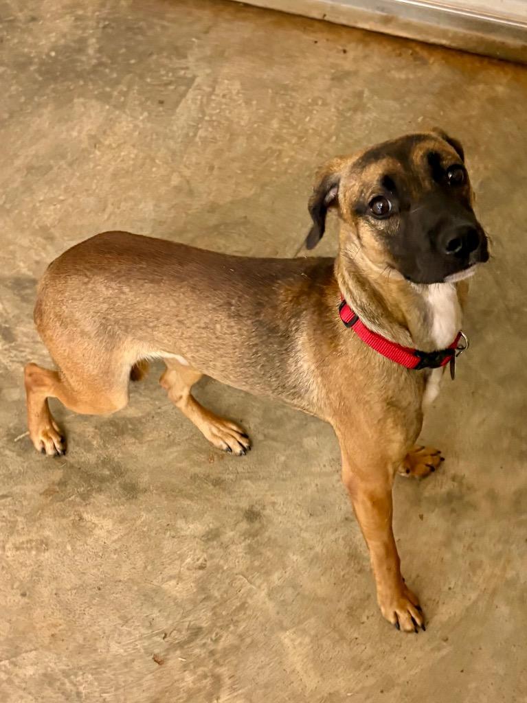 Kadie Belle, a Adoptable mixed breed in Forsyth, GA image 2/2