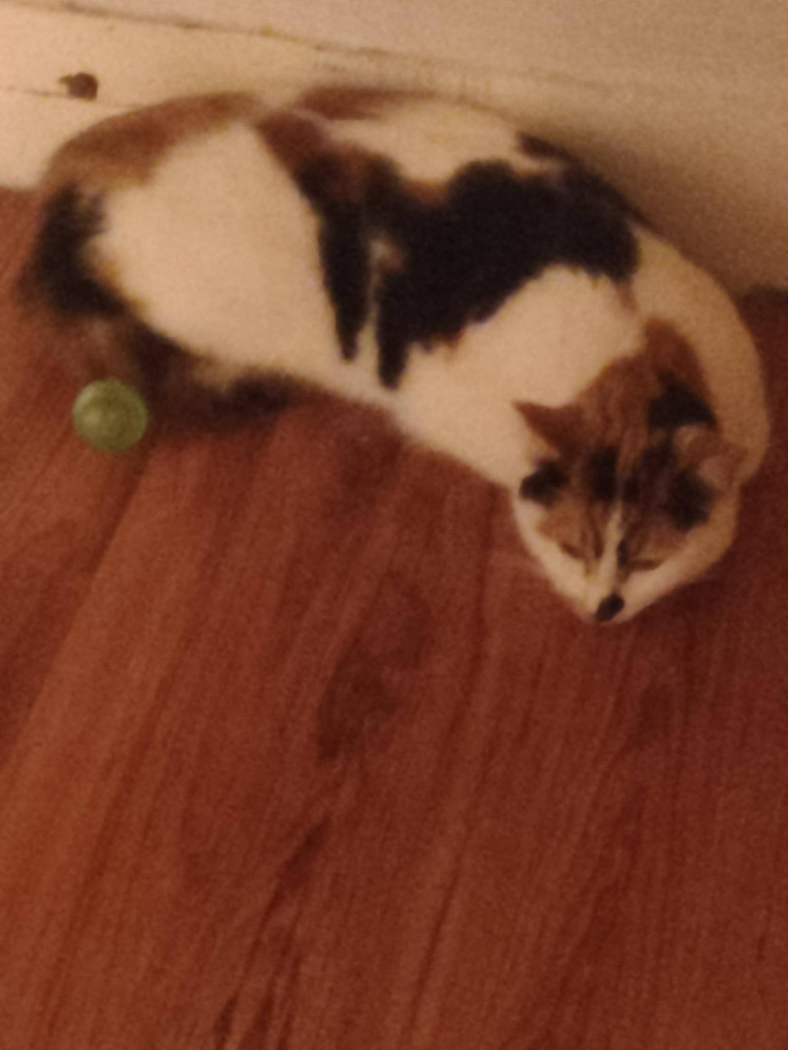 Bella, adopted, Adult Female Domestic Short Hair.