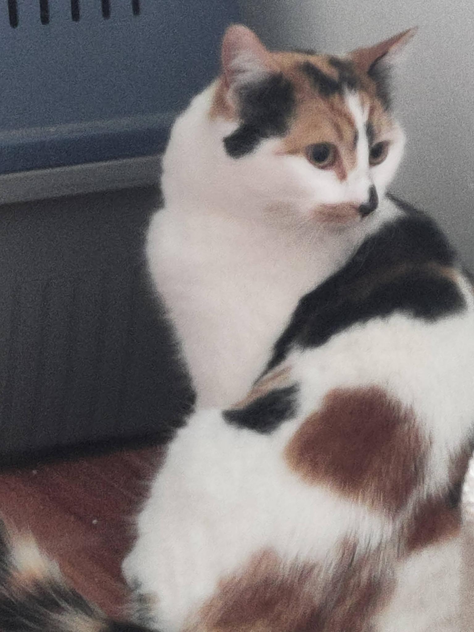 Enlarge Bella, an adopted Domestic Short Hair in Spencerville, ON image 5/6