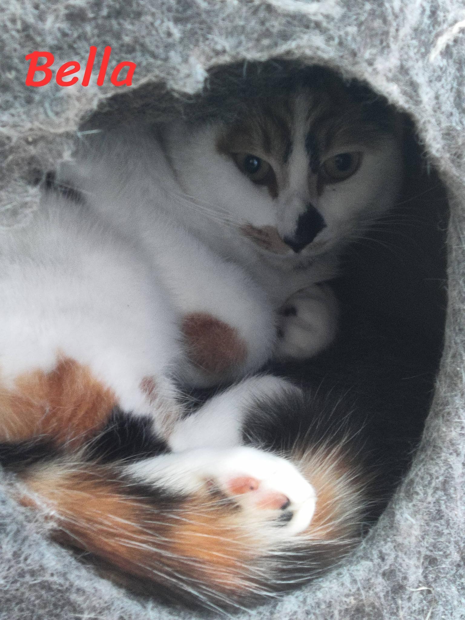 Enlarge Bella, an adopted Domestic Short Hair in Spencerville, ON image 4/6