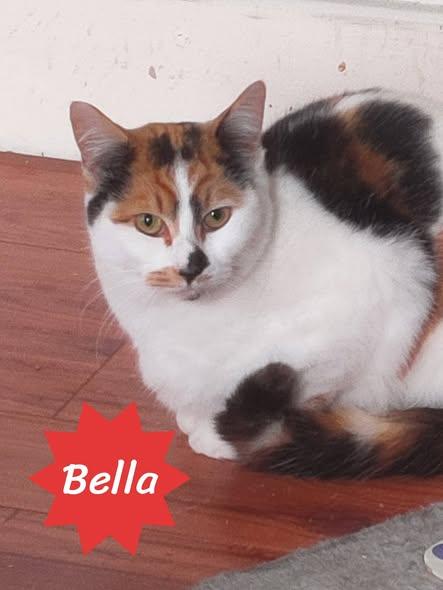 Enlarge Bella, an adopted Domestic Short Hair in Spencerville, ON image 2/6