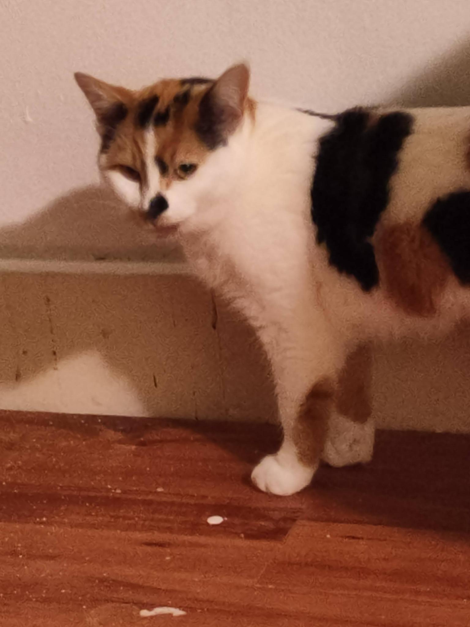 Enlarge Bella, an adopted Domestic Short Hair in Spencerville, ON image 6/6