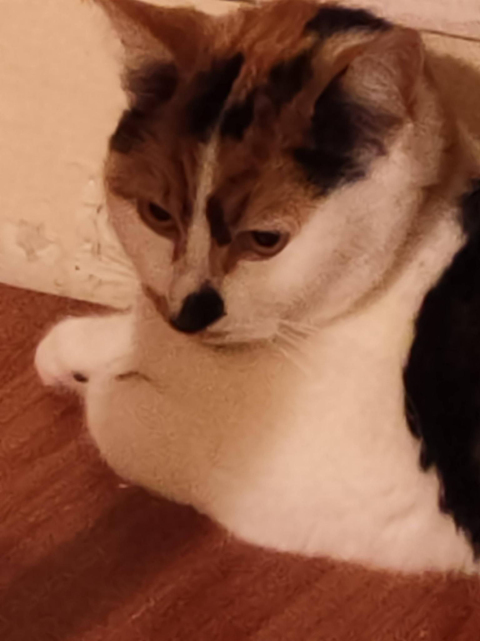 Enlarge Bella, an adopted Domestic Short Hair in Spencerville, ON image 3/6