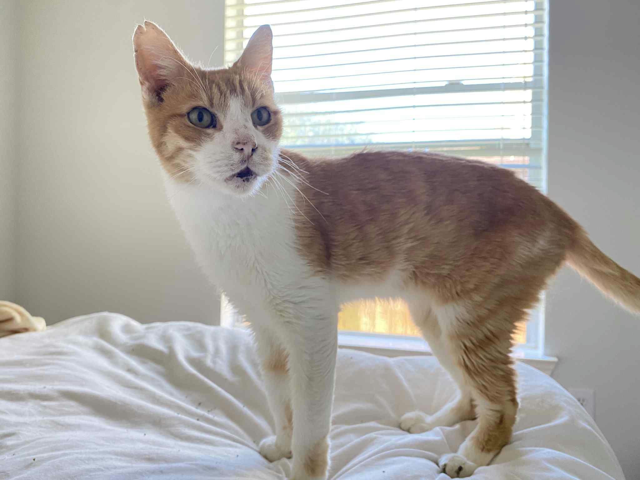 Enlarge Duck, a Adoptable Domestic Short Hair in Houston, TX image 5/6