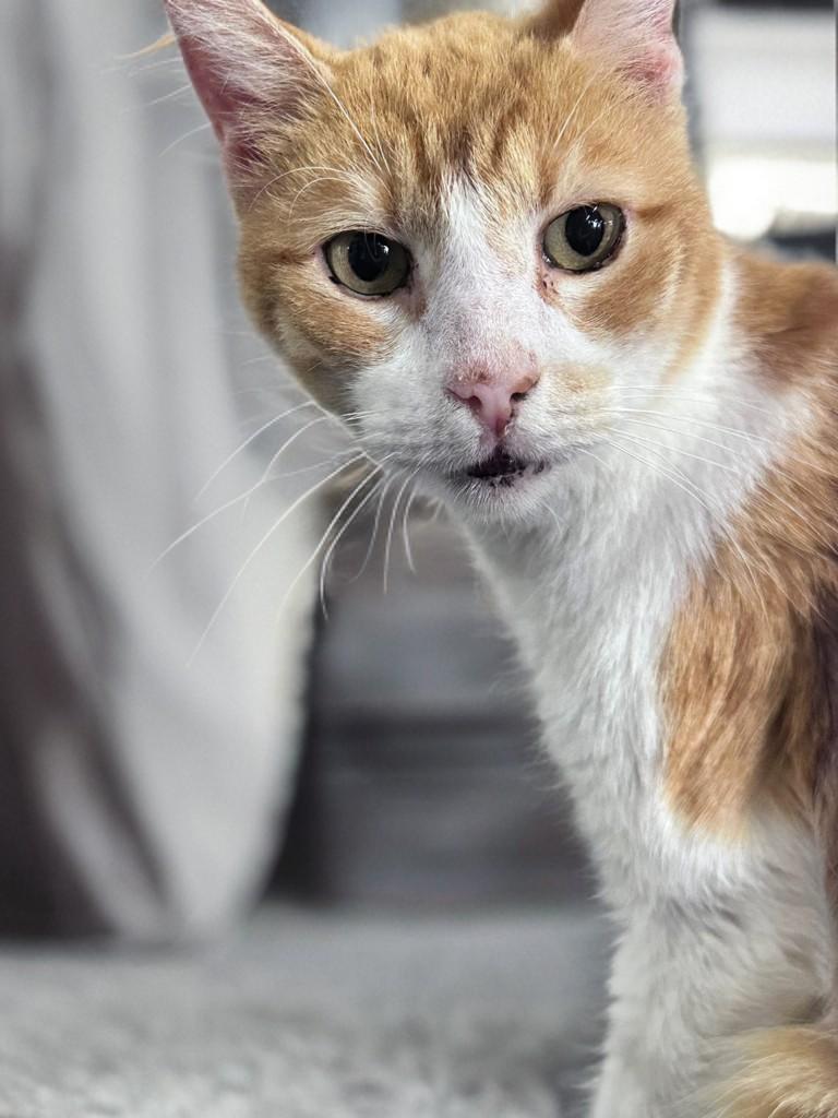 Enlarge Duck, a Adoptable Domestic Short Hair in Houston, TX image 4/6