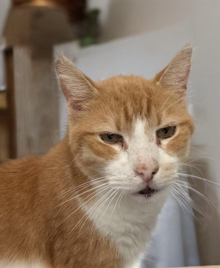 Enlarge Duck, a Adoptable Domestic Short Hair in Houston, TX image 1/6