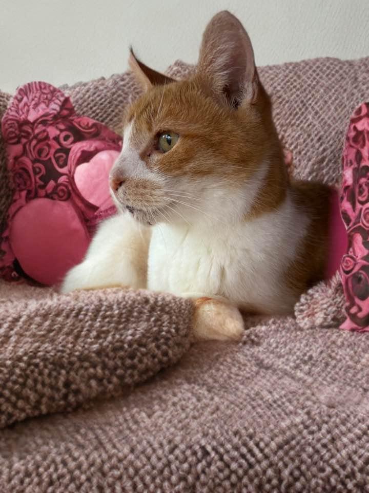 Enlarge Duck, a Adoptable Domestic Short Hair in Houston, TX image 3/6