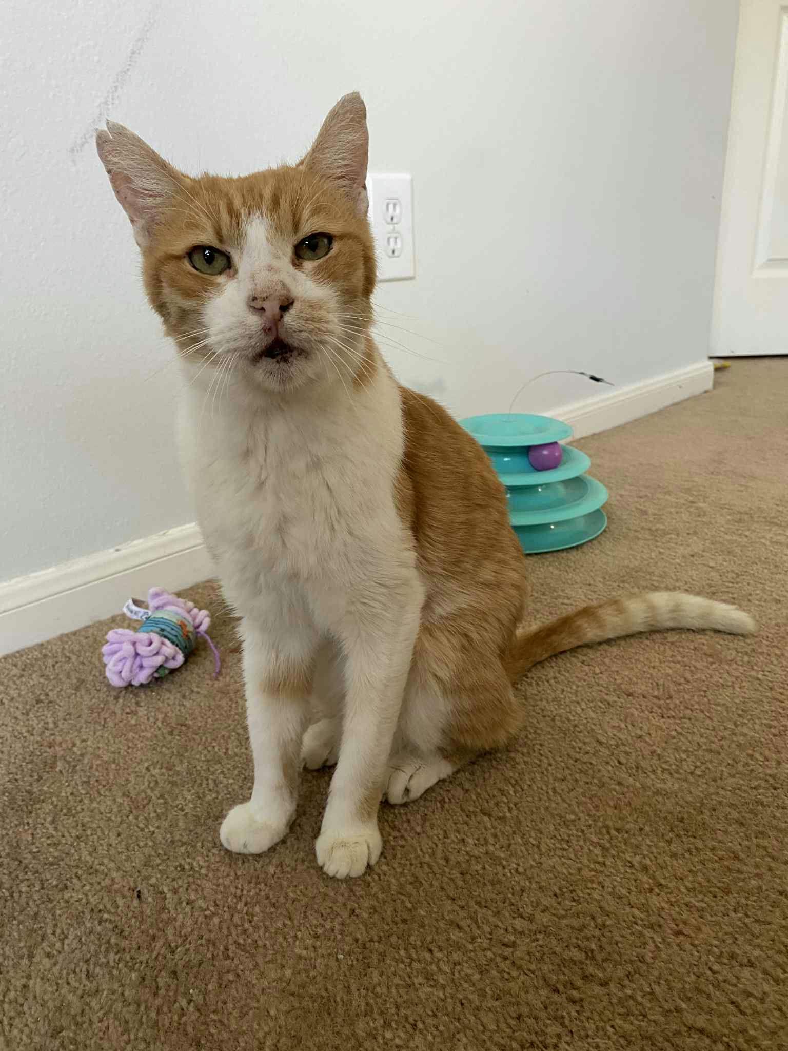 Enlarge Duck, a Adoptable Domestic Short Hair in Houston, TX image 6/6