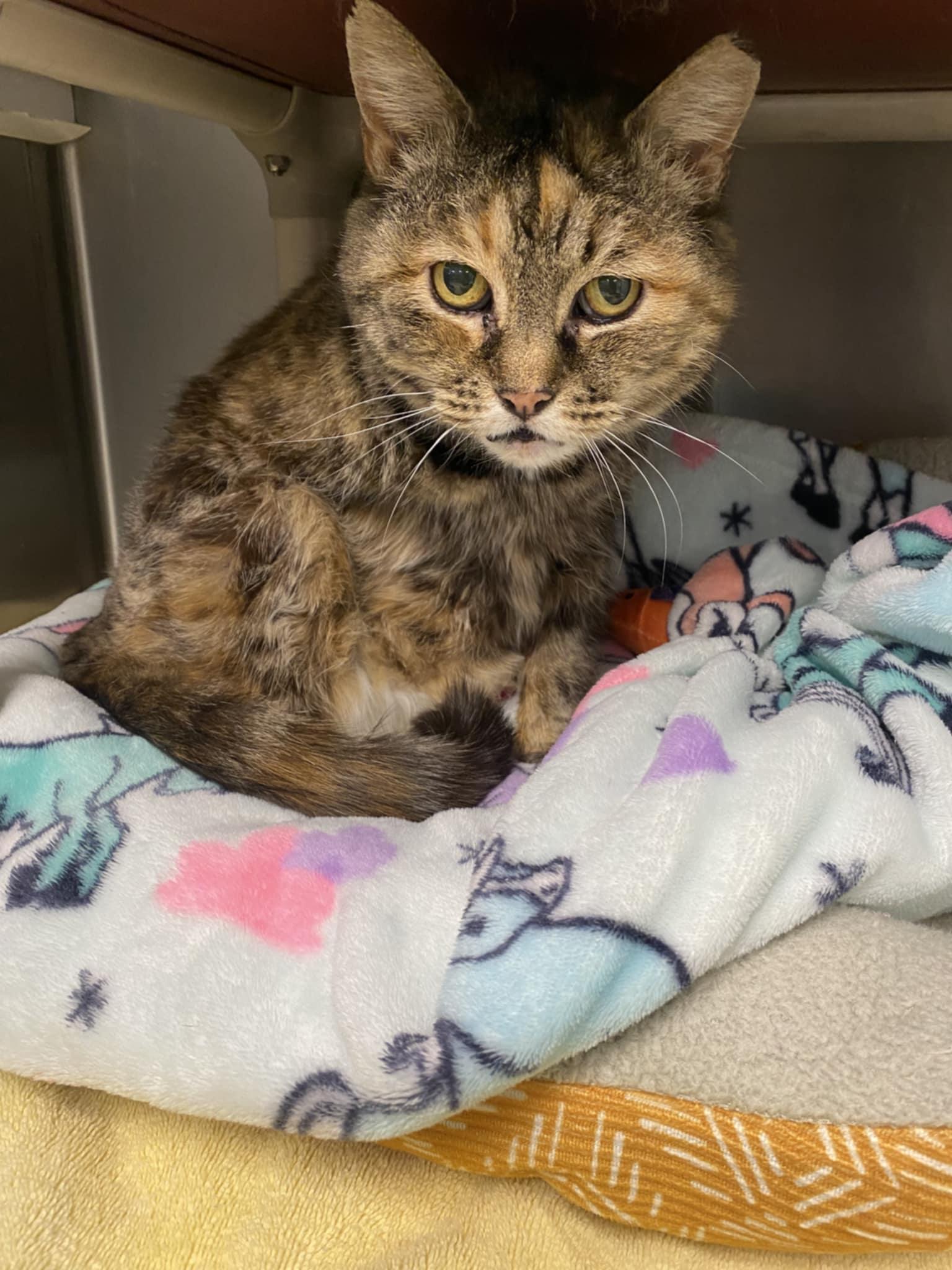 Audrey, adoptable, Adult Female Domestic Short Hair.