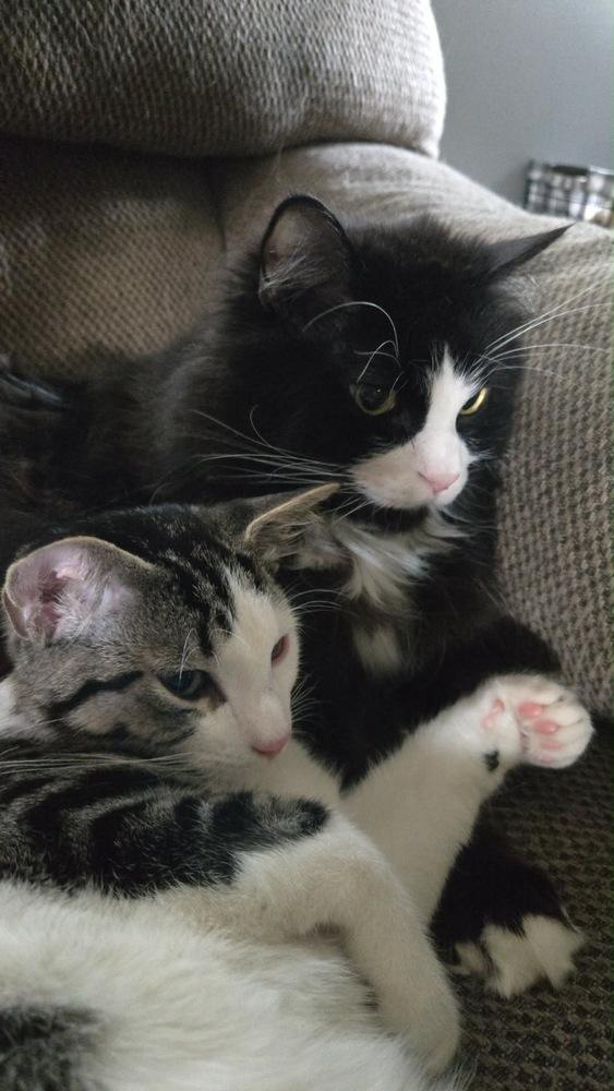 Mullet, Adoptable, Kitten Male Domestic Short Hair.