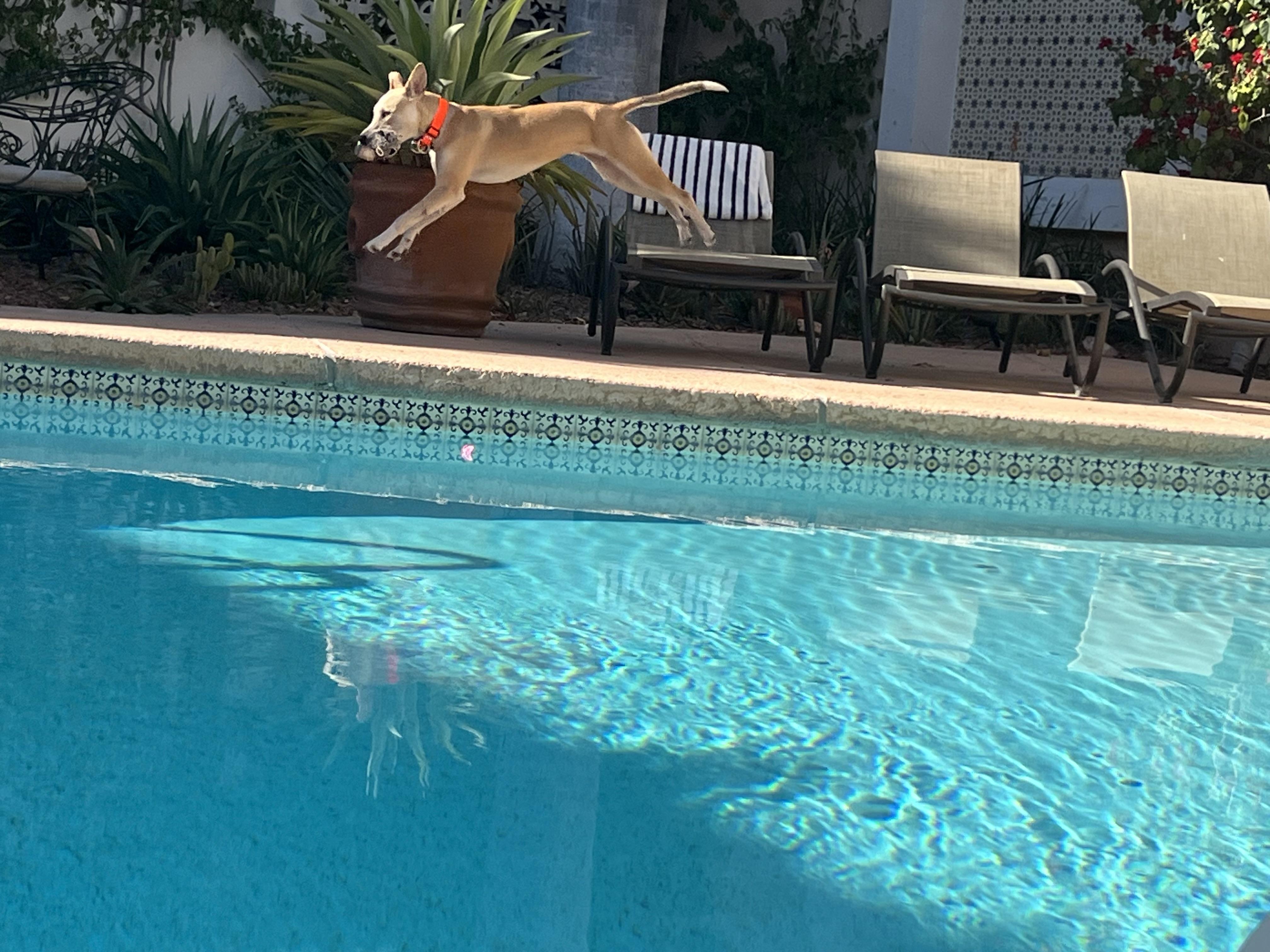 Enlarge Pera, a Adopted mixed breed in North Hollywood, CA image 1/6