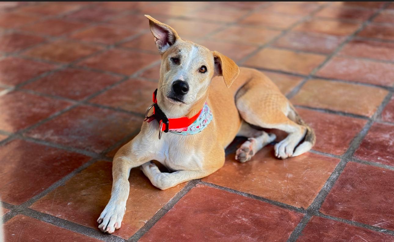 Enlarge Pera, a Adopted mixed breed in North Hollywood, CA image 6/6