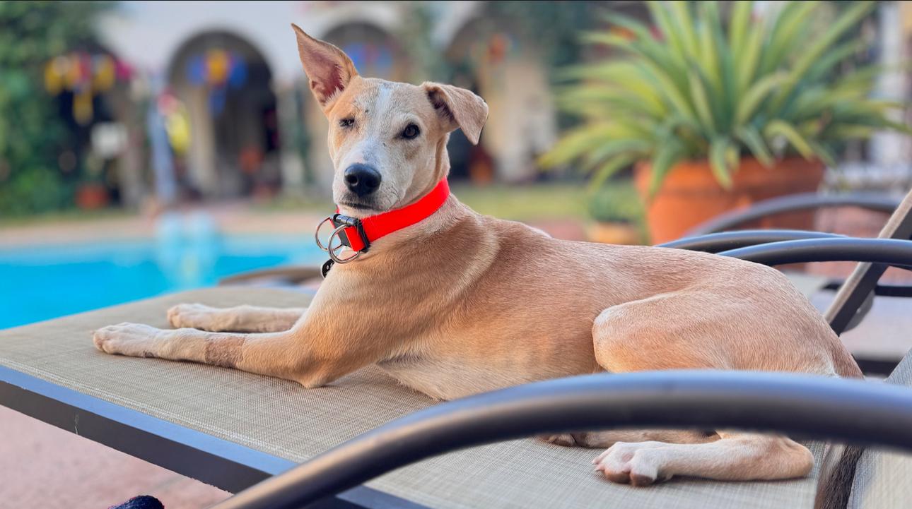 Enlarge Pera, a Adopted mixed breed in North Hollywood, CA image 4/6