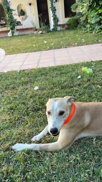 Enlarge Pera, a Adopted mixed breed in North Hollywood, CA video 5/6