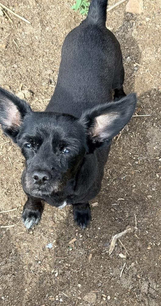 PINOT, Adoptable, Senior Female Terrier.
