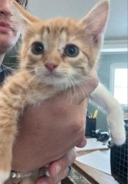Tessa, Adoptable, Kitten Female Domestic Short Hair & Domestic Short Hair.