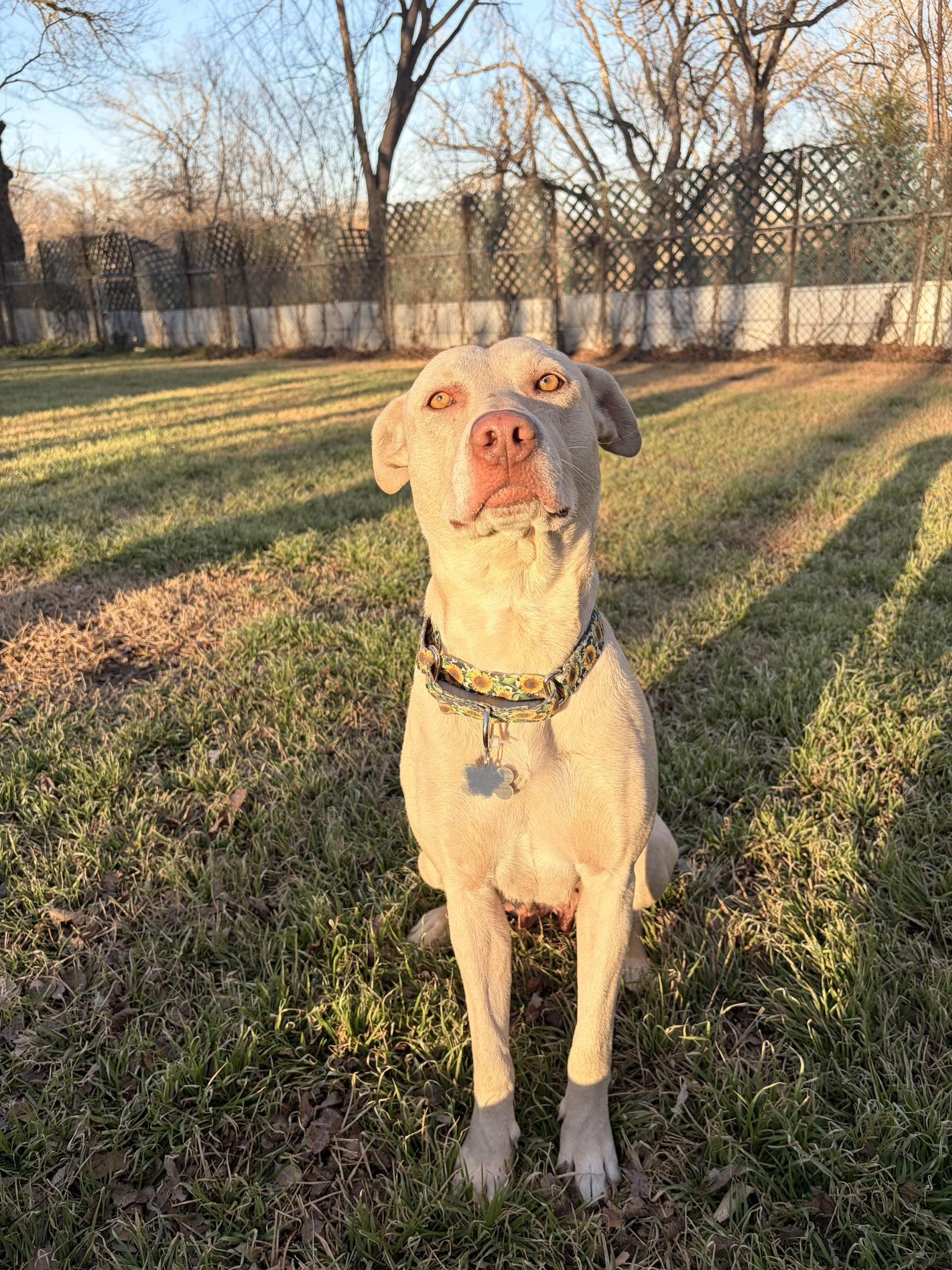 Sahara, Adoptable, Adult Female Yellow Labrador Retriever.