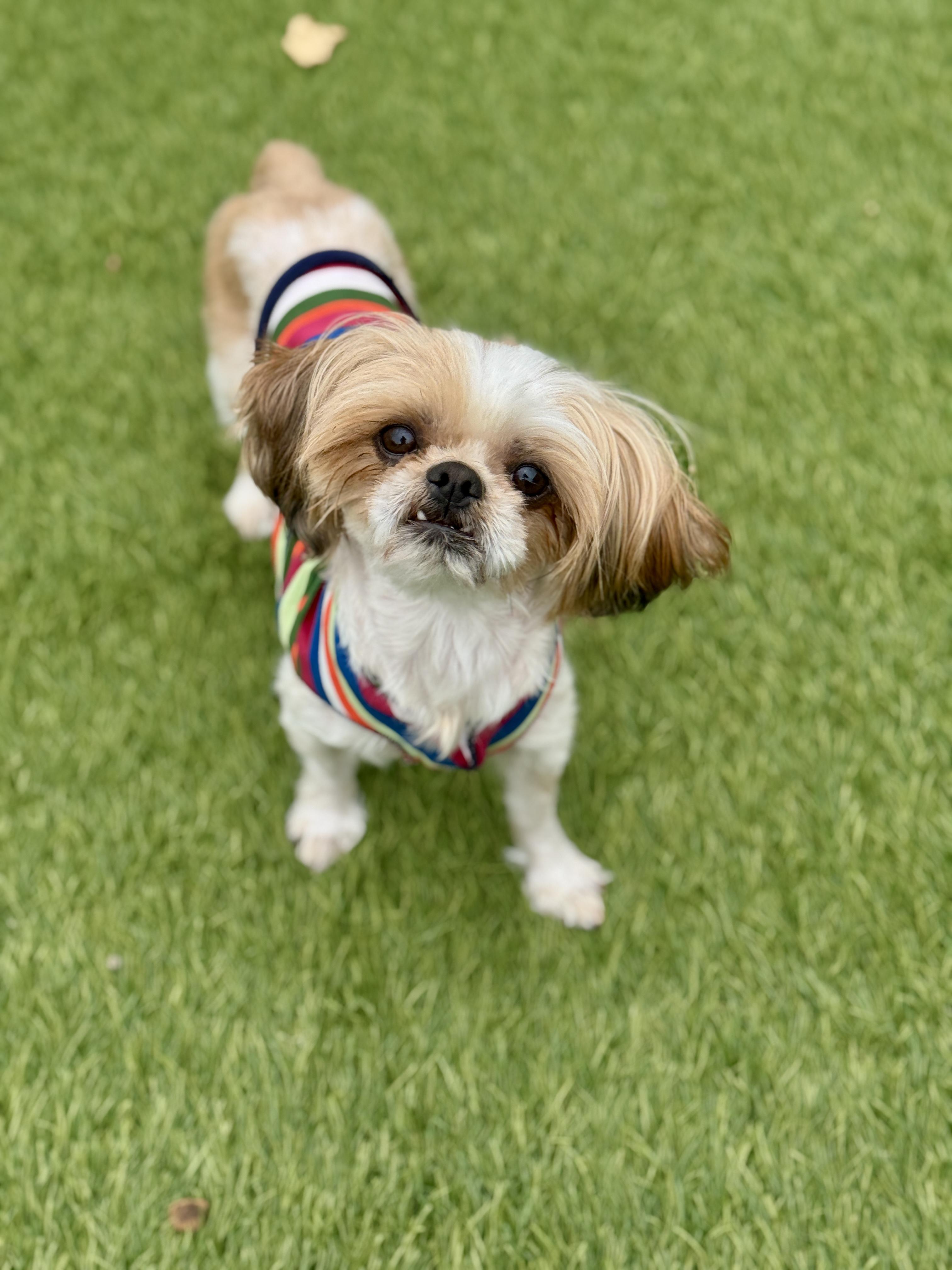 Maverick Shih Tzu Dog