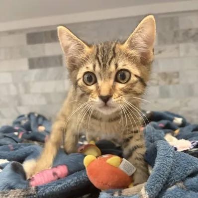 Sonic, adopted, Kitten Male Manx & Tabby.