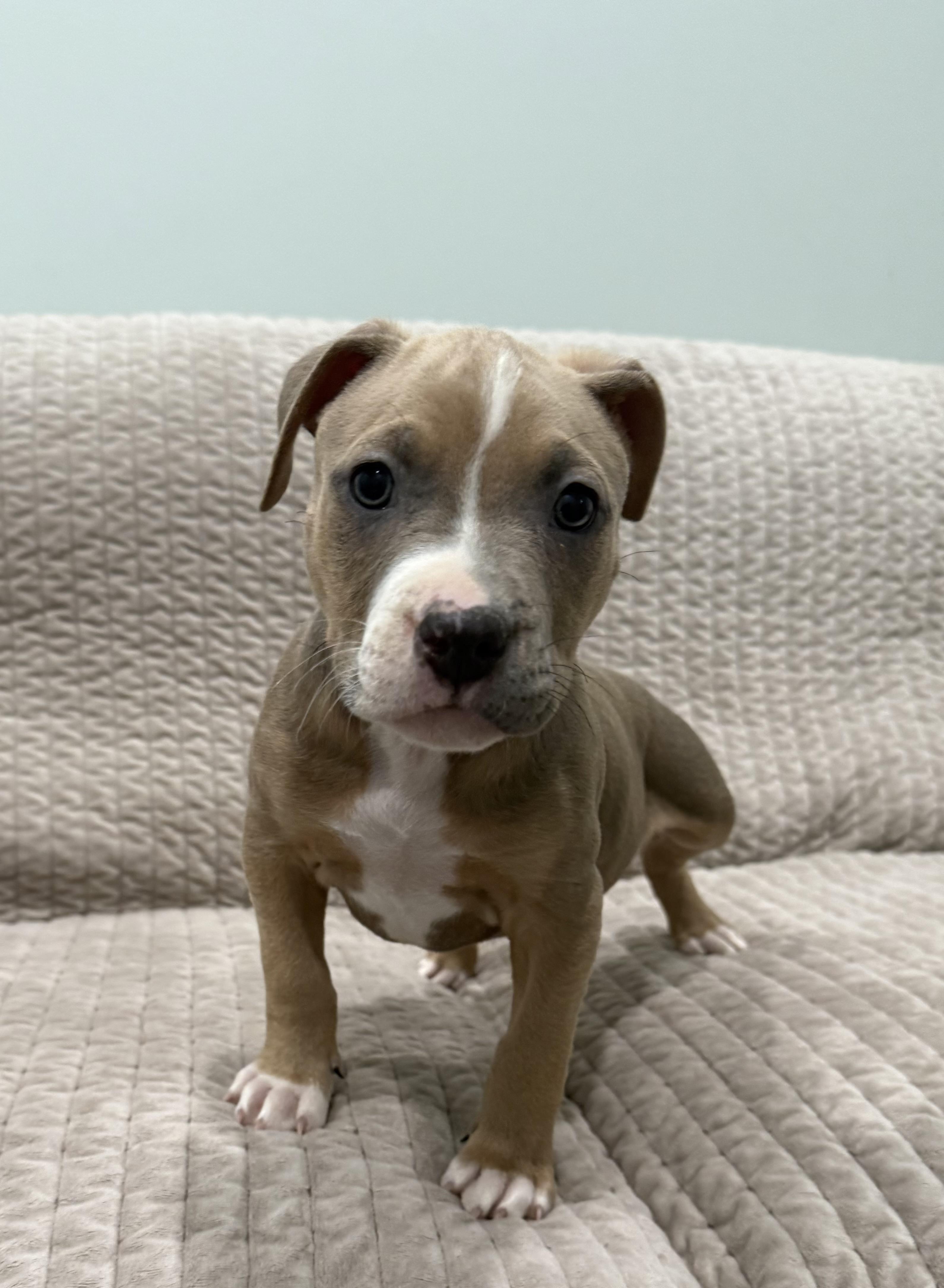 Enlarge Itsy and Bitsy, an adopted mixed breed in Sault Sainte Marie, MI image 2/2