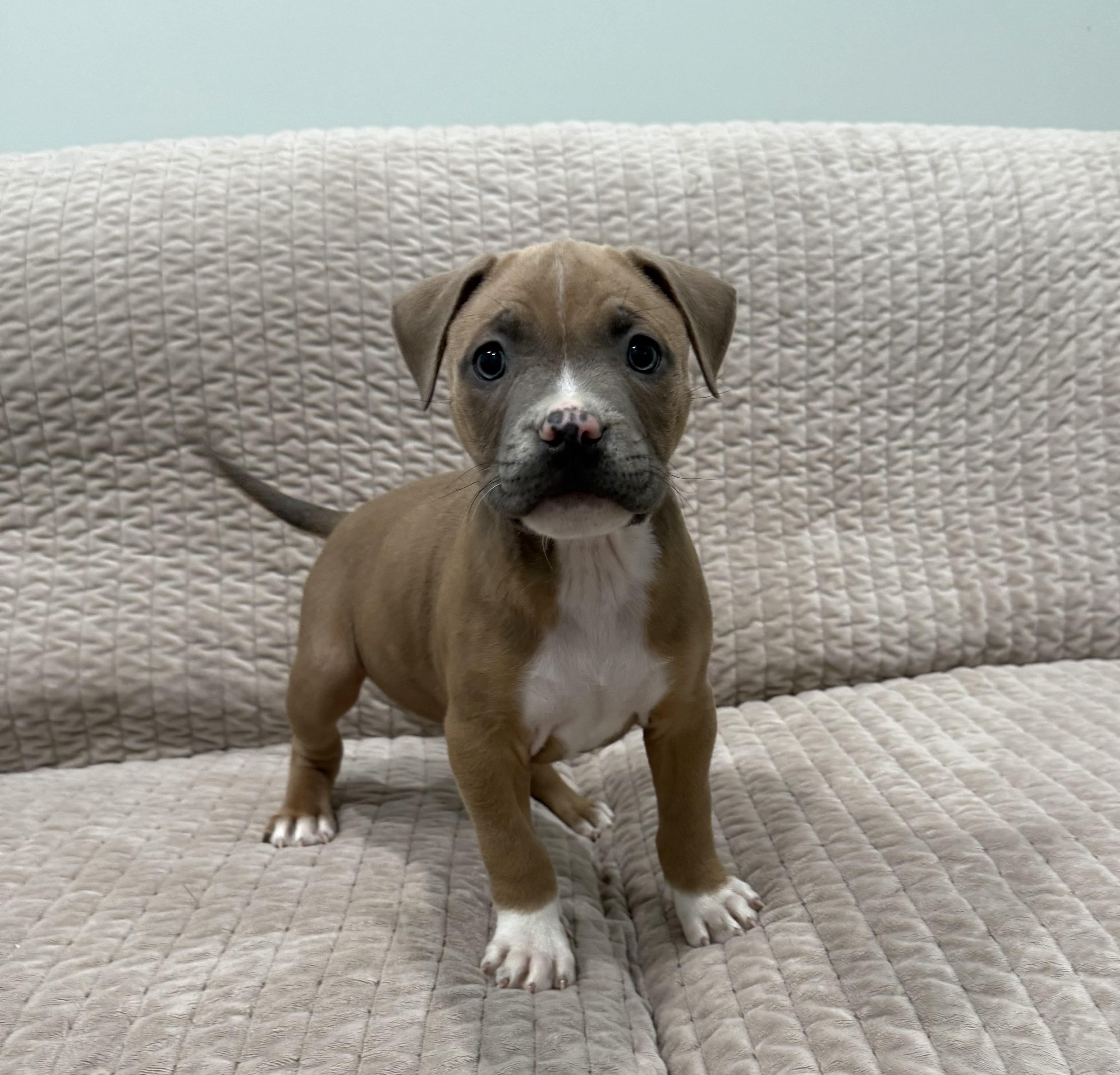 Enlarge Itsy and Bitsy, an adopted mixed breed in Sault Sainte Marie, MI image 1/2